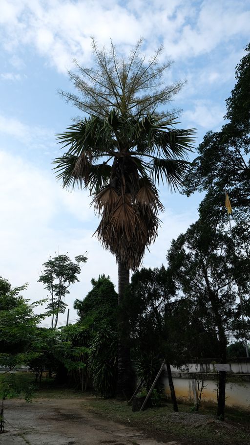 Wat Dong Mada (Mae Lao District)