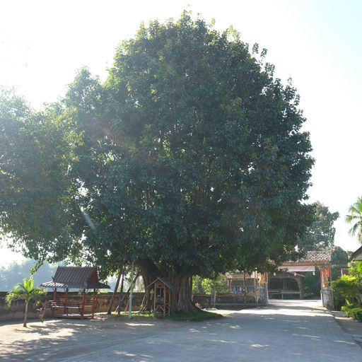 Wat Pa Phlu (Ban Hong District)