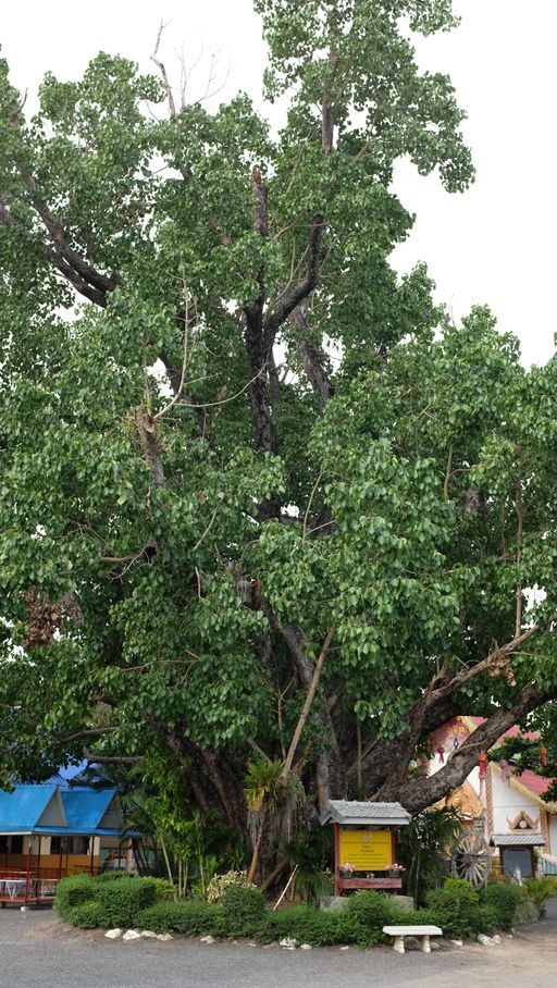 Wat Pa Sak Noi (San Kamphaeng District)