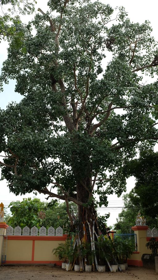 Wat Pa Sak Noi (San Kamphaeng District)