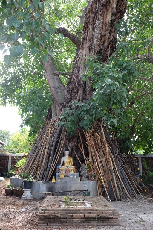 Wat Buak Khang (San Kamphaeng District) : Buddha Image