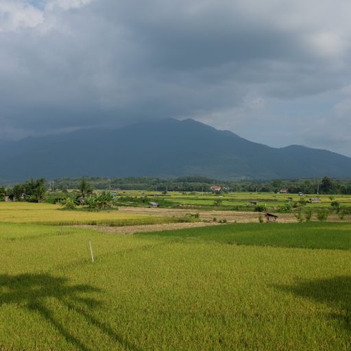 Wat Si Mongkhon (Kong) (Tha Wang Pha District)