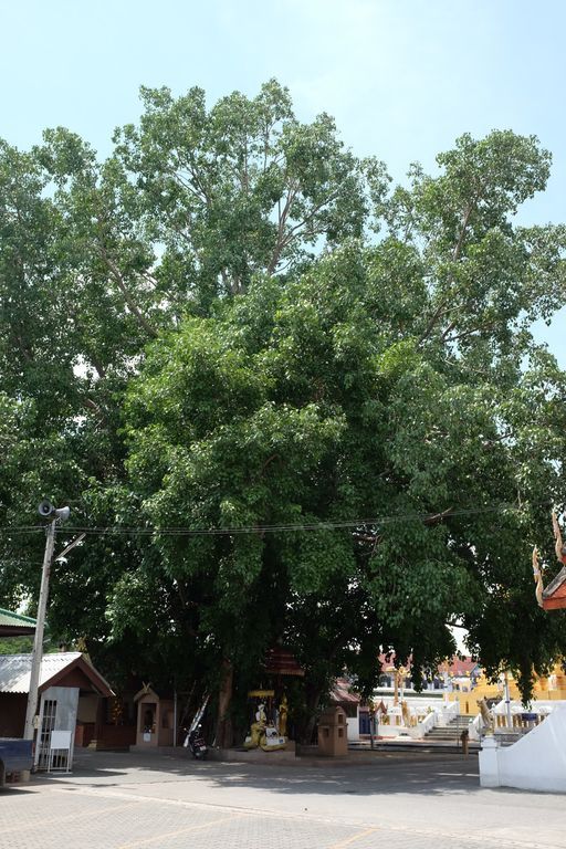 Wat Chae Chang (San Kampaeng District)