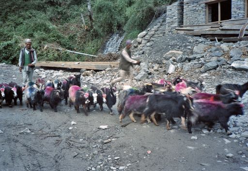 Rote Schafherde (Kahlen_1026)