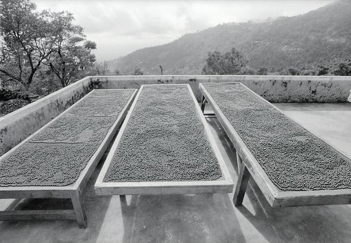 Dharamsala Medizin (Kahlen_1141)