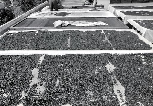 Dharamsala Medizin (Kahlen_1142)