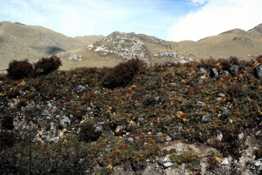 Drikung Herbstfarben (Kahlen_1196)