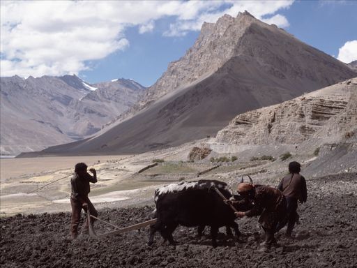 Spiti (Kahlen_1576)