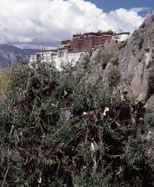 Lhasa (Kahlen_1712)