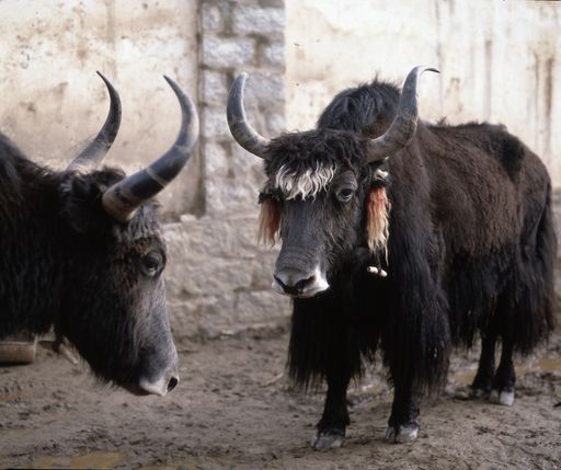 Lhasa (Kahlen_1725)