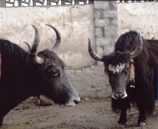 Lhasa (Kahlen_1748)