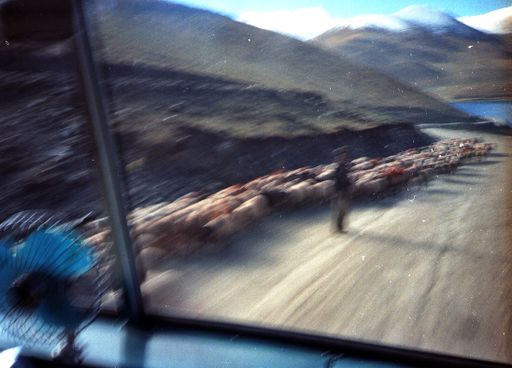 Schafherde Am Yamdroksee (Kahlen_0505)