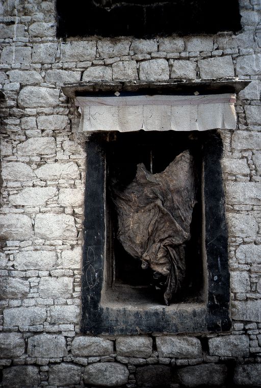 Lhasa Fenster Lederhaut (Kahlen_0626)