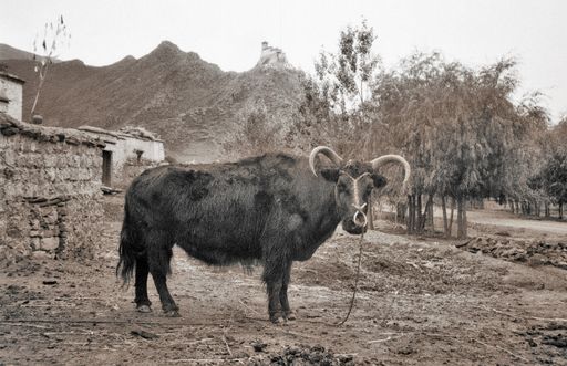 Yak Unterhalb Yumbulhakhang (Kahlen_0902)