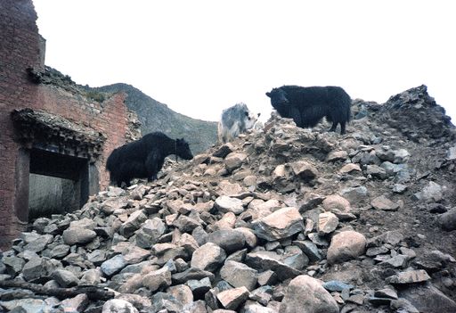 Tsurphu Yaks Auf Den Trümmern (Kahlen_0946)