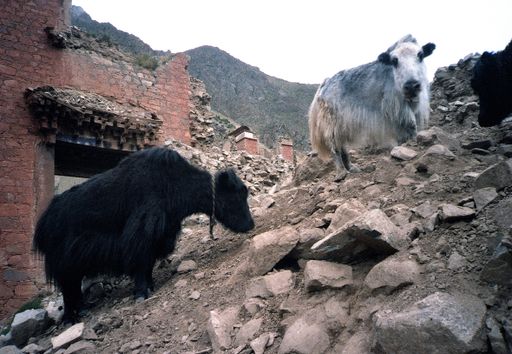Tsurphu Yaks Auf Den Trümmern (Kahlen_0947)