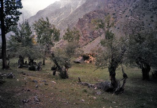 Tsurphu Karmapas Sommerpalast Garten (Kahlen_0959)