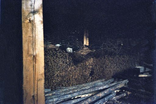 Tsurphu Baumaterial (Kahlen_0964)