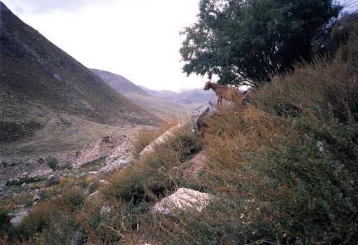 Tsurphu Talaufwärts (Kahlen_0965)