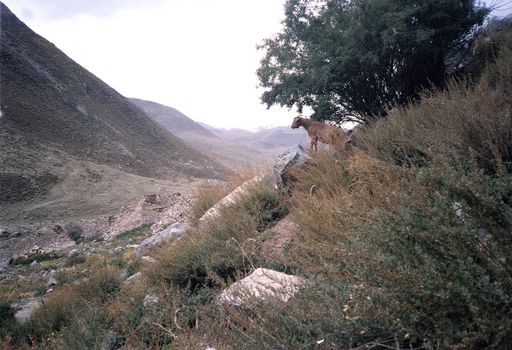 Tsurphu Talaufwärt, OVIS burhell Wild Sheep (Kahlen_0966)