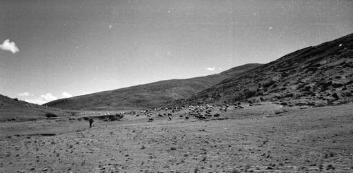 Schafherde TingriS-W (Kahlen_0998)