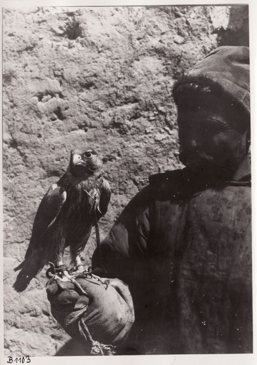 B 1103: Falkonier mit Falke auf der Faust