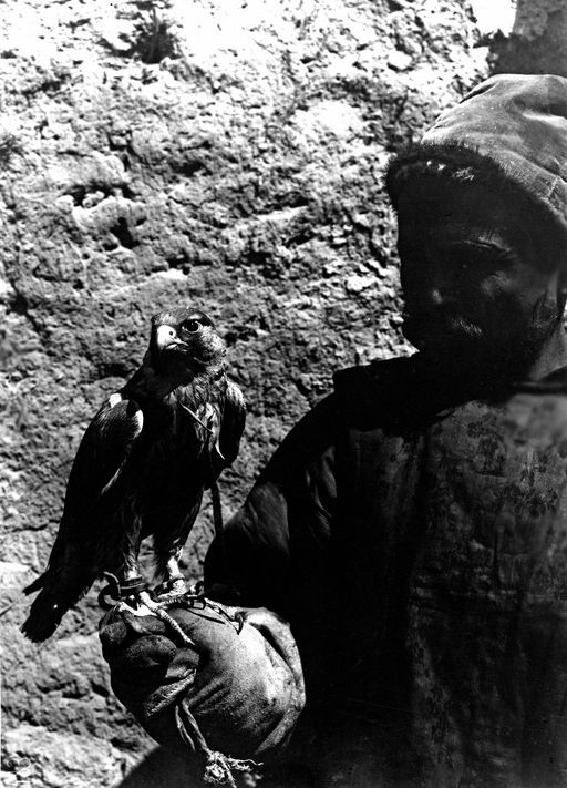 B1103: Falkonier mit Falke auf der Faust (B_1103_Kucha_Vogel_Personen.jpg)