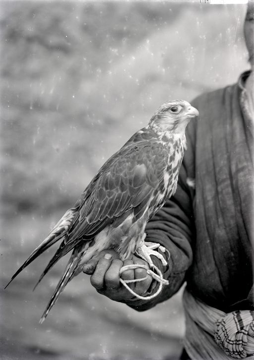 B1111: Falkonier mit Falke (B_1111_Kucha_Voegel.jpg)