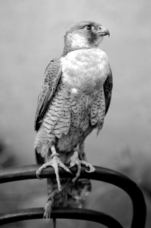 B1112: Falke (B_1112__Kucha_Voegel_bearb.jpg)