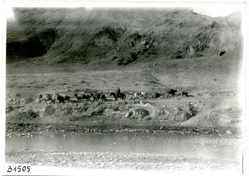 B 1505: III. Expedition auf dem Marsch mit Packpferden und Kisten hinter Andijan