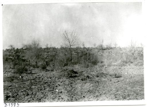 B1593: Steppenartige Landschaft mit Gehölz. (B_1593_pos.jpg)