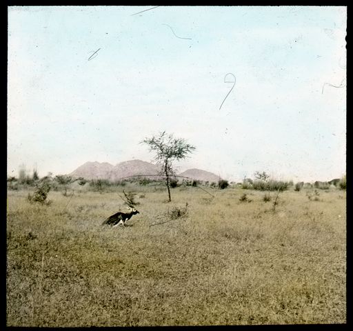 T 659: Buntes Dia : Gazelle in Gras vor Bergen