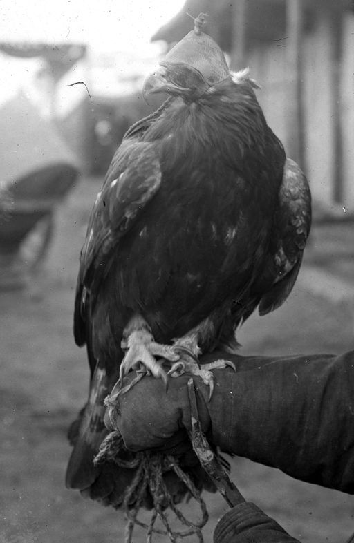 T 79: Adler mit Kappe