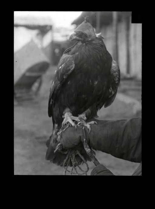 T 80: Adler mit Kappe (andere Stellung)