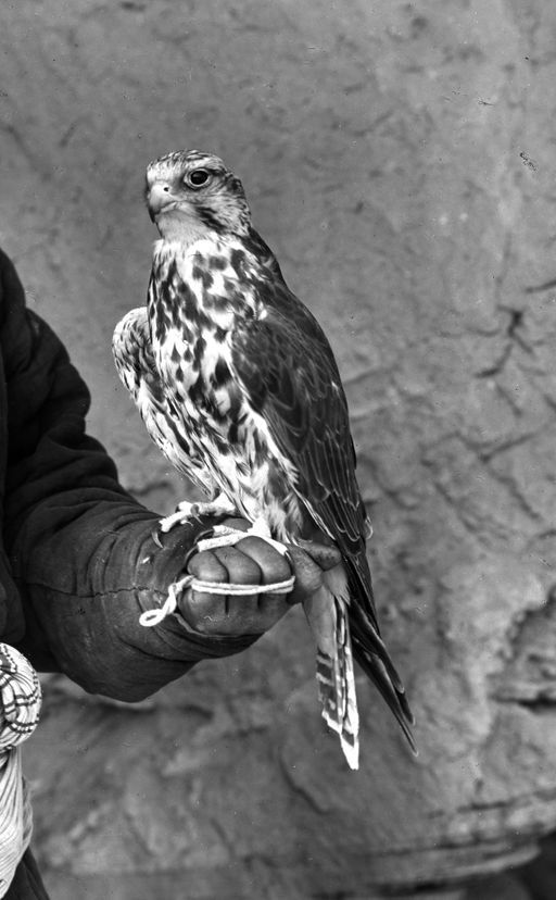T 81: Saka oder Saker-Falke